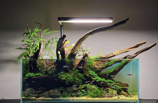 Aquascaping for Tall Tanks: Plants & Layout Tips
