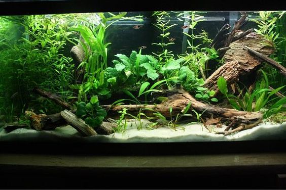 Choosing the Best Substrate for a Lush Planted Aquarium