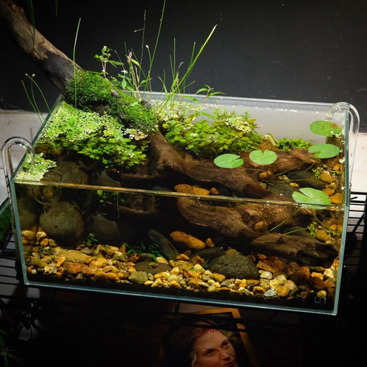 Why Your Aquarium Plants Aren’t Growing (And How to Fix It)