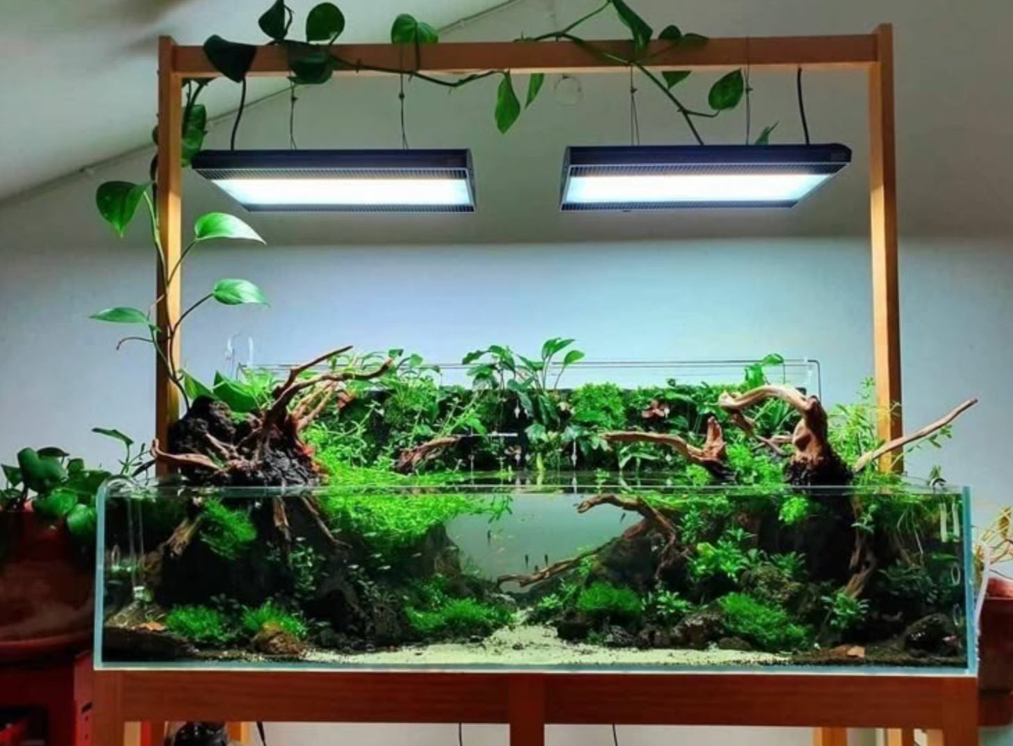How to Build a Low-Maintenance Jungle Tank That Runs Itself 