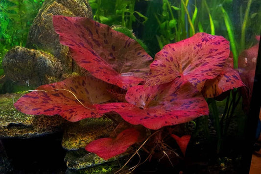 Red Tiger Lotus Not Turning Red? Here’s Why (And How to Fix It)