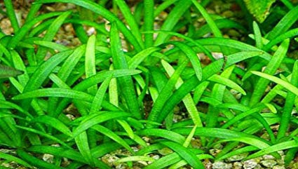 ginkgo plants for sale Ginkgo Biloba Tree