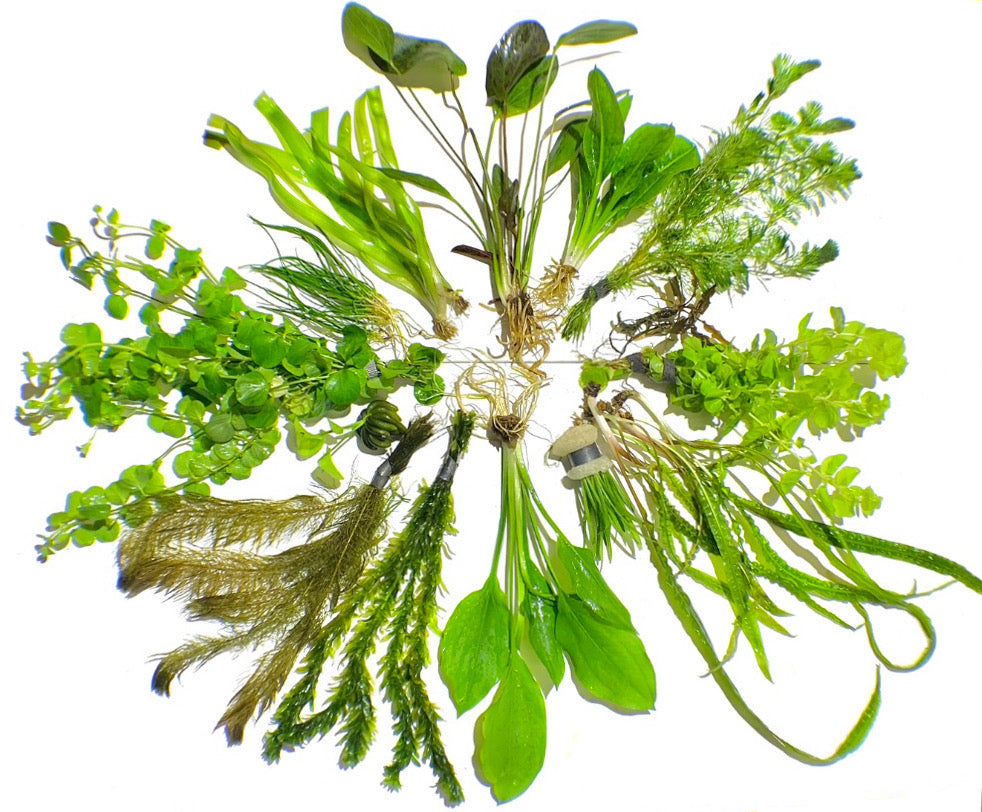 Aquarium Plant Packs MarcusFishTanks