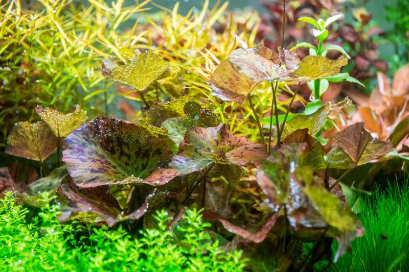 Live Aquarium Plants For Sale