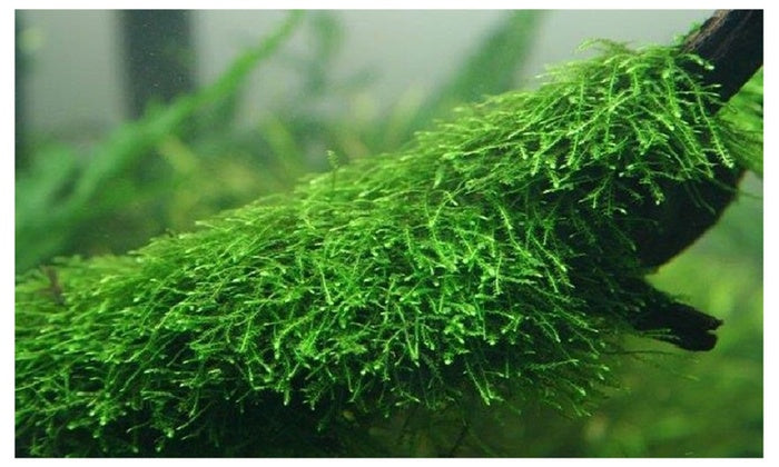 Moss – MarcusFishTanks