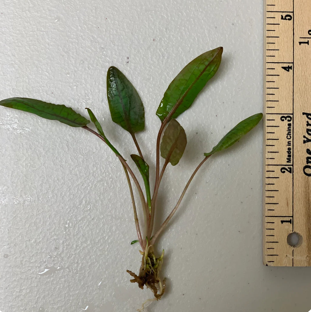 Mystery Cryptocoryne Plant