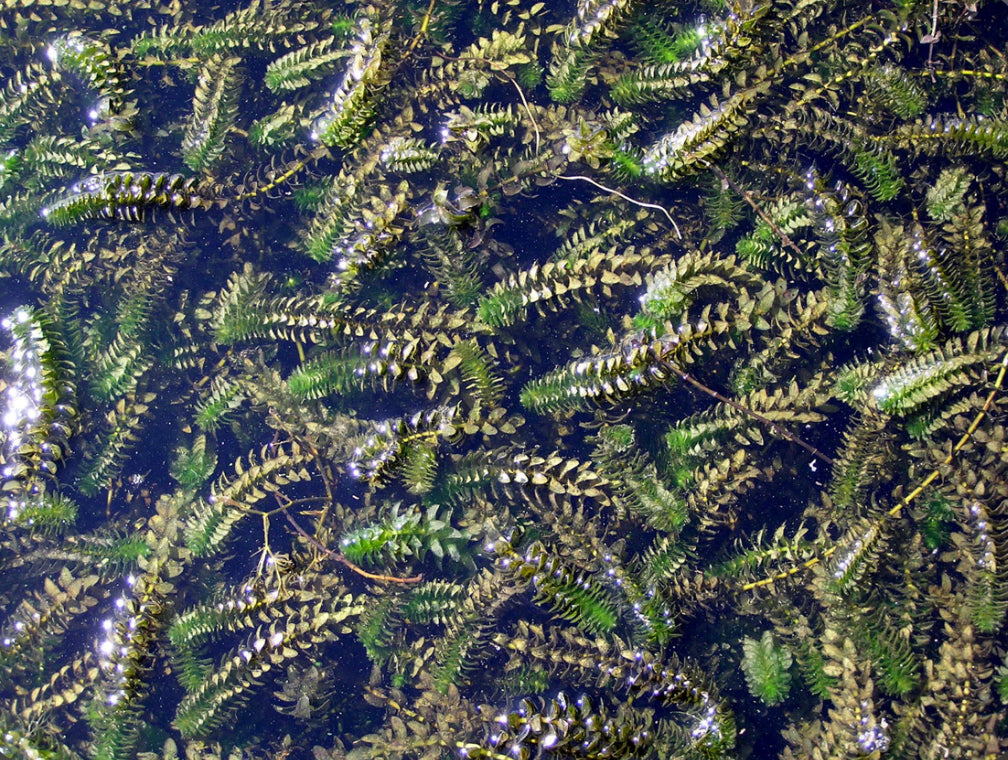 Anacharis Elodea Egeria Densa