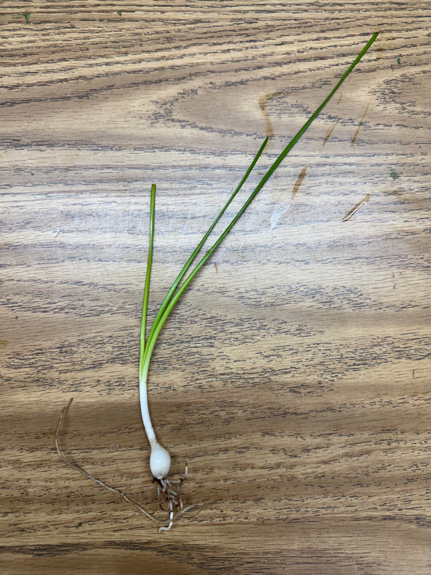 Dwarf Water Onion Zephyranthes Candida