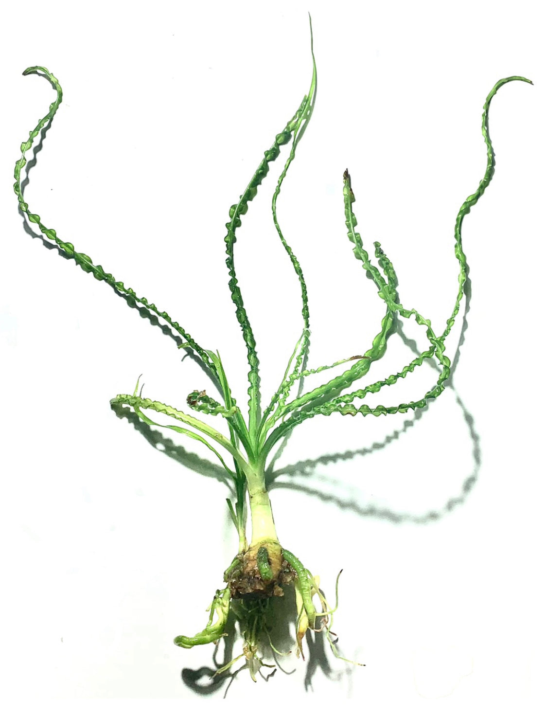 Crinum Calamistratum