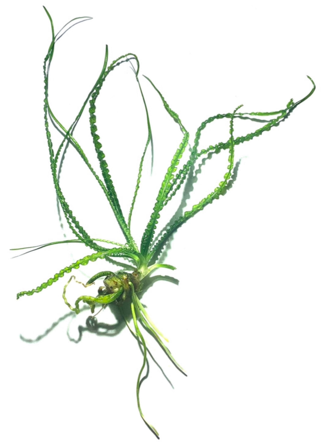 Crinum Calamistratum