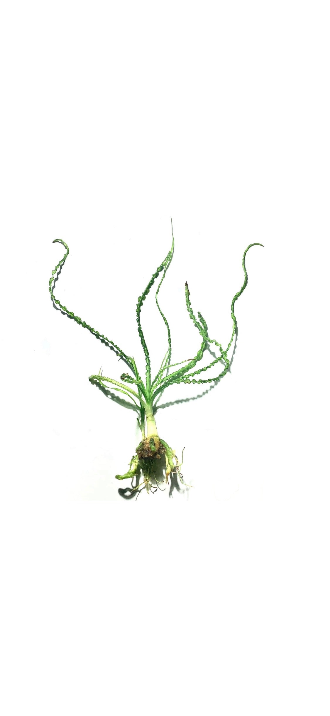 Crinum Calamistratum