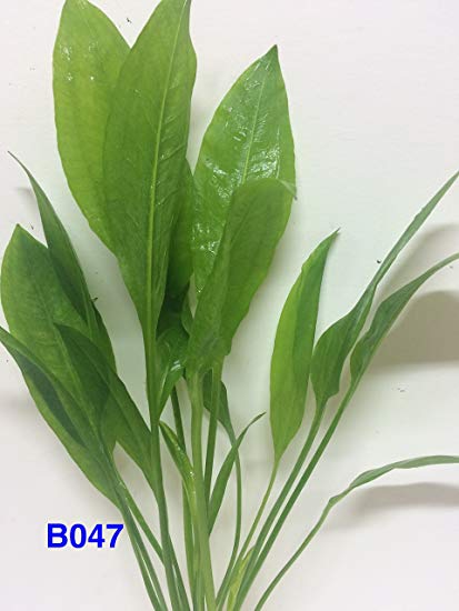 live aquarium plant amazon sword echinodorus bleheri