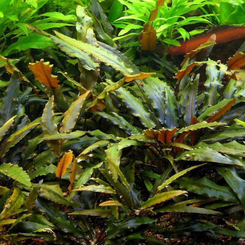 Cryptocoryne Lucens | Fish Tank Plant | Live Aquarium Plants for Sale