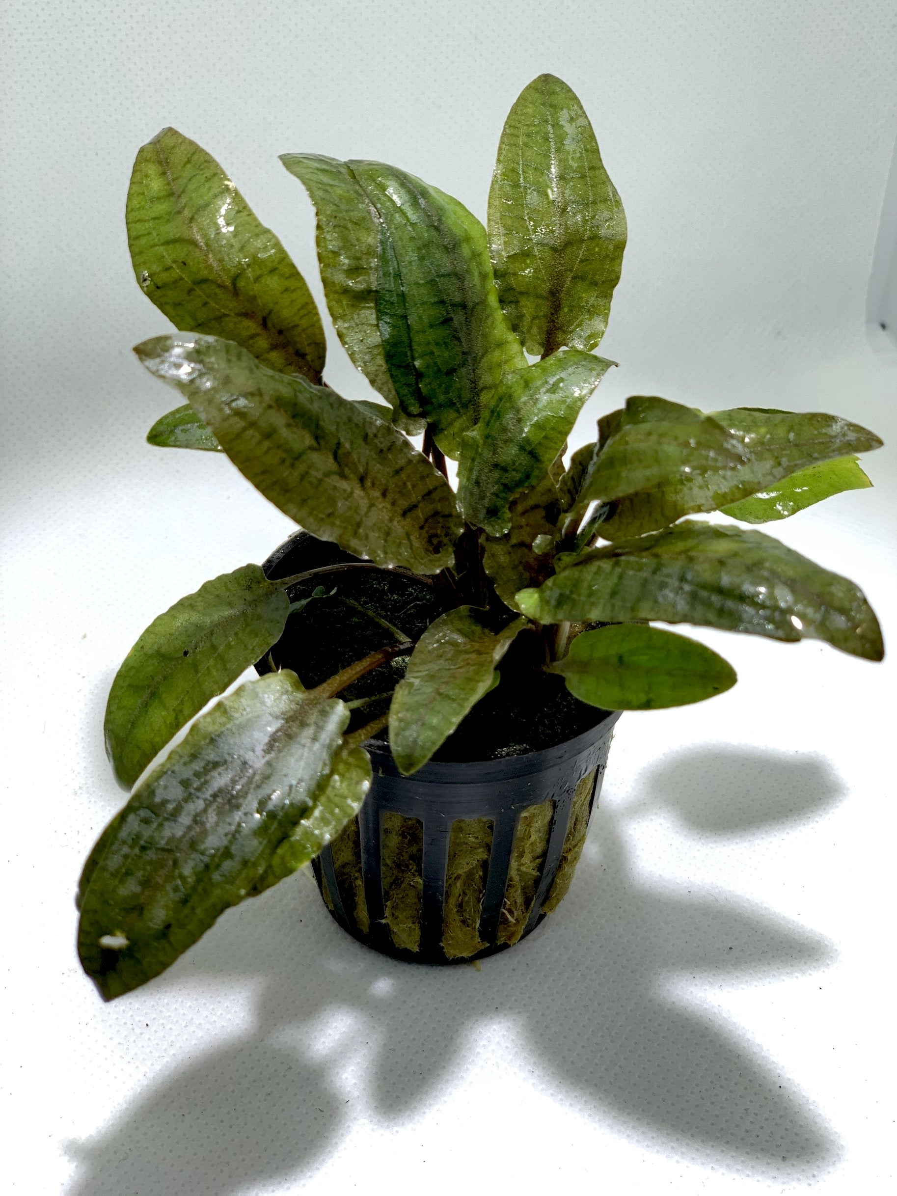 bronze pot plant Cryptocoryne Wendtii Bronze Pot