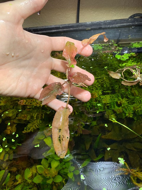 Crypt pink flamingo live aquarium plant