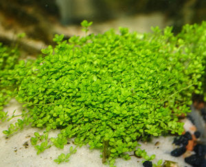 micranthemum monte carlo live aquarium plant