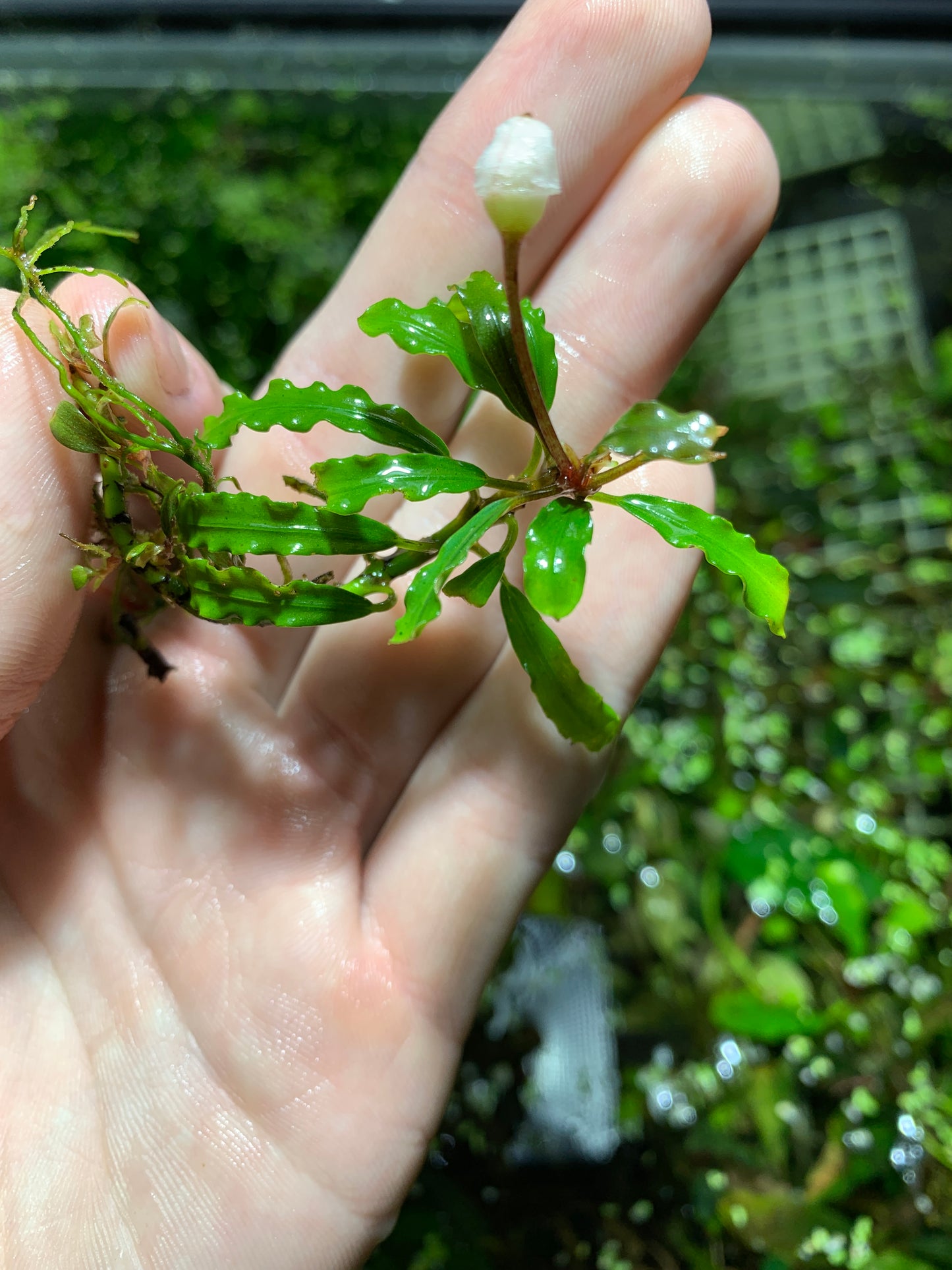 Bucephalandra Buce live aquarium plant