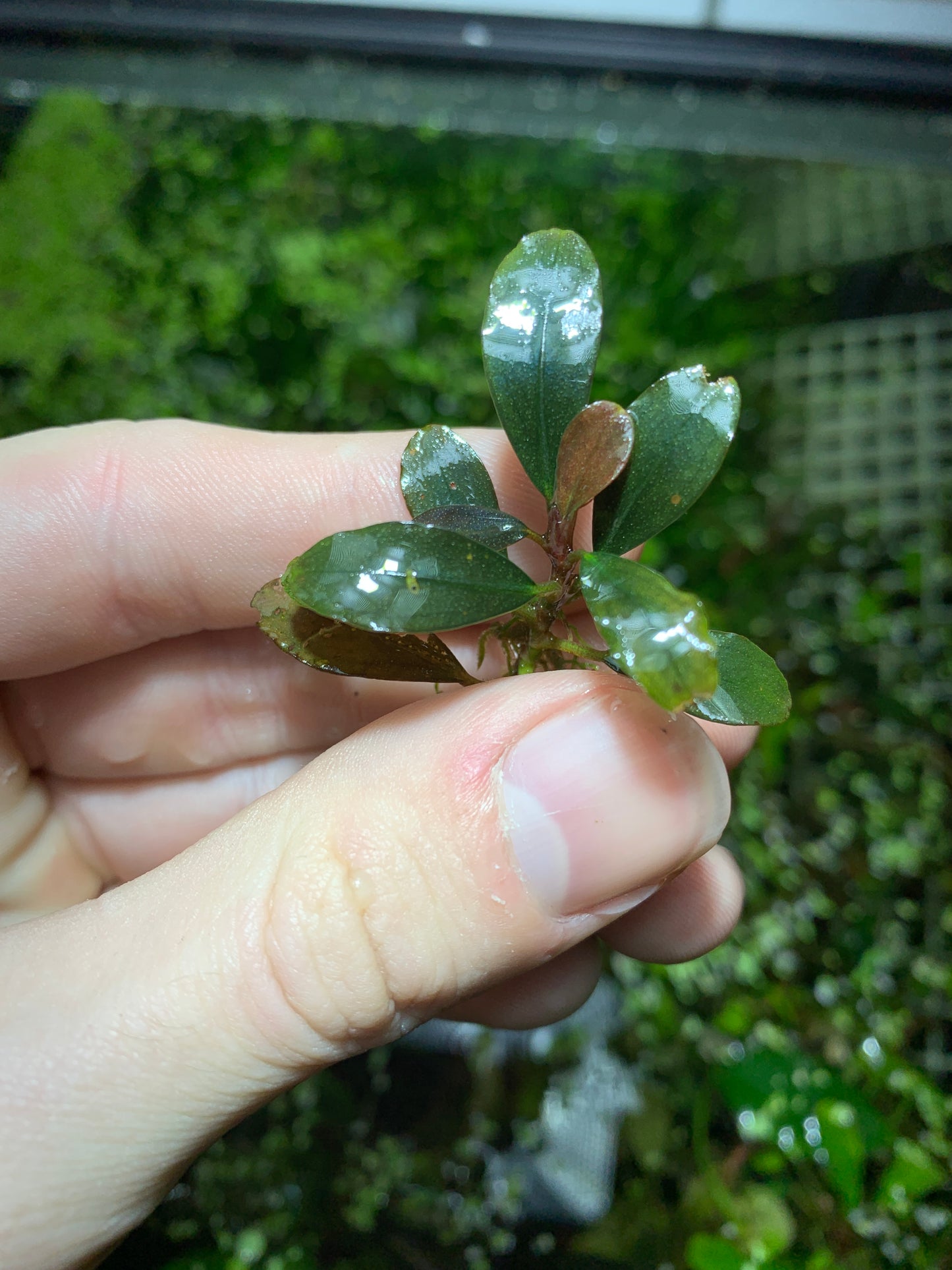 Bucephalandra Buce live aquarium plant