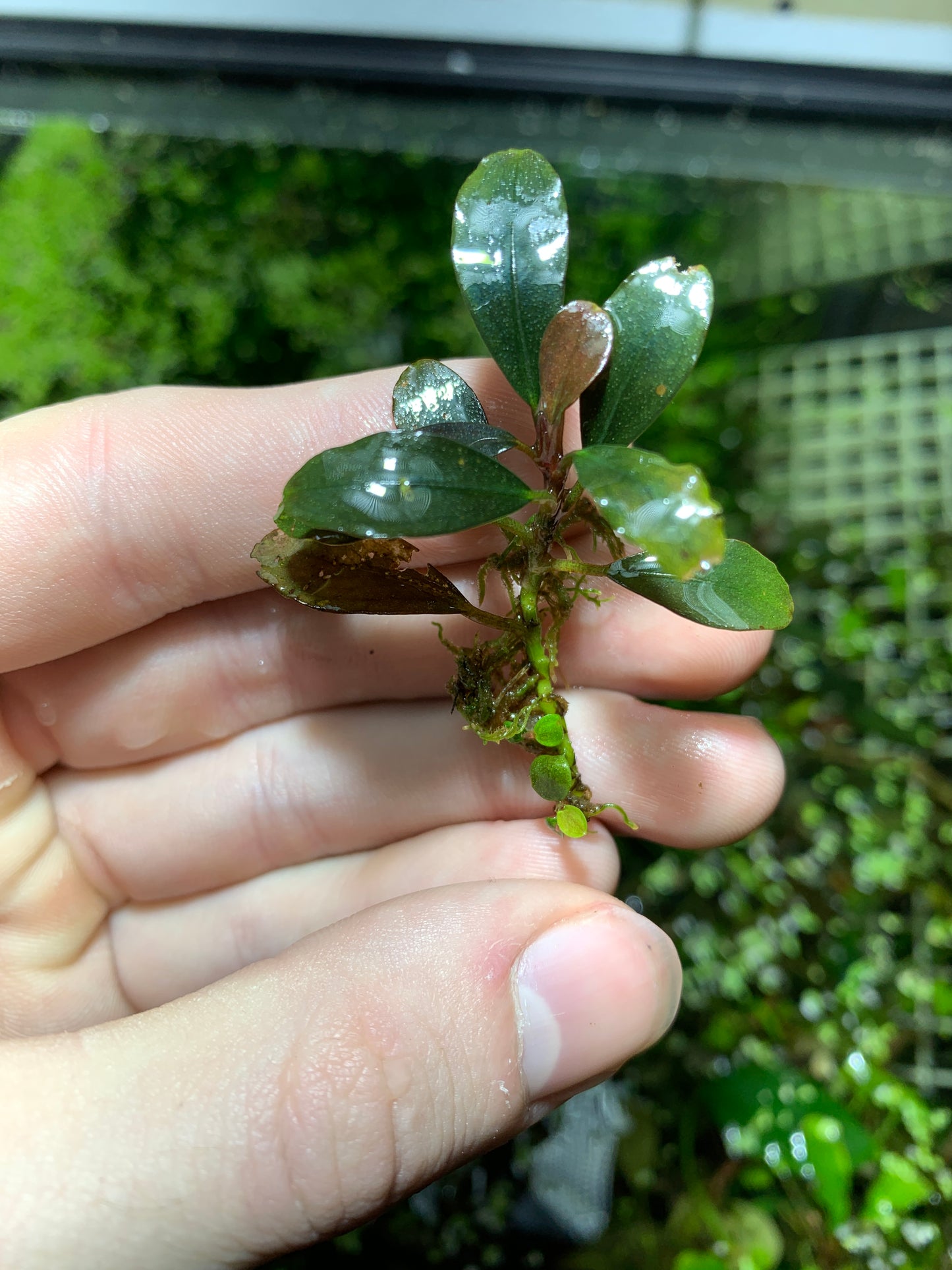 Bucephalandra Buce live aquarium plant