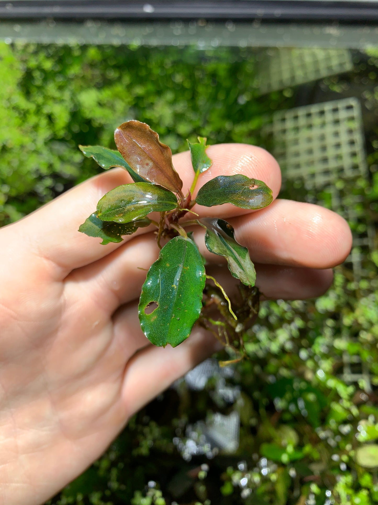 Bucephalandra Buce live aquarium plant