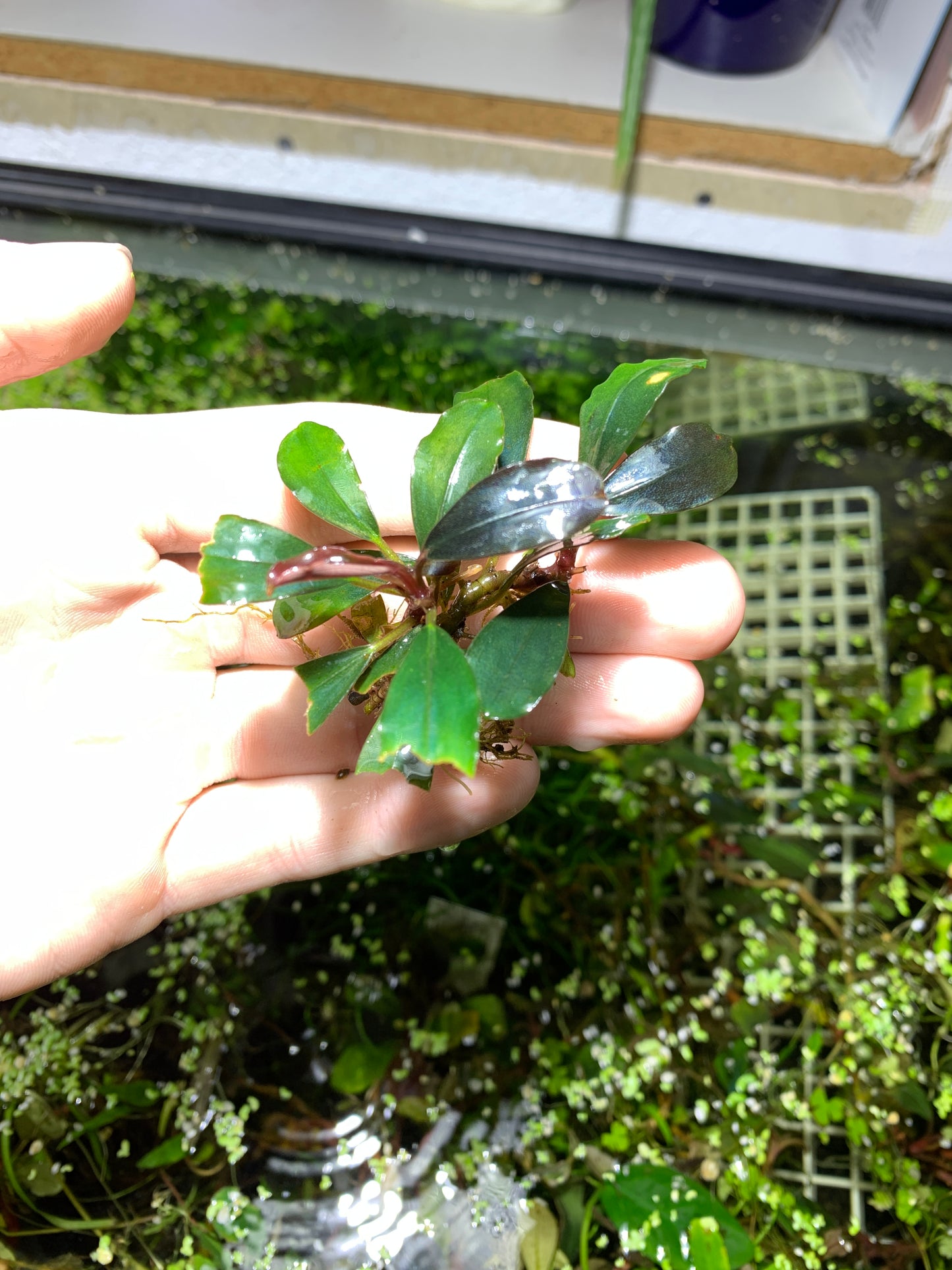 Bucephalandra Buce live aquarium plant
