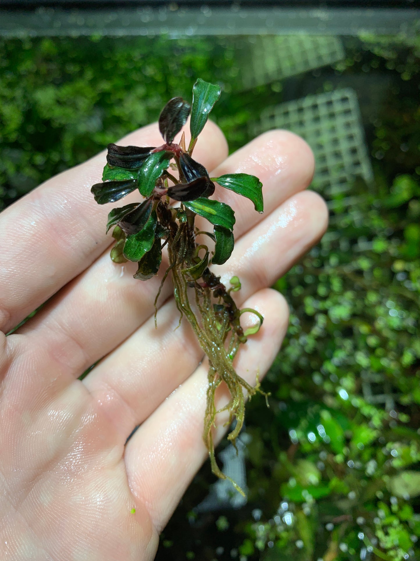 Bucephalandra Buce live aquarium plant
