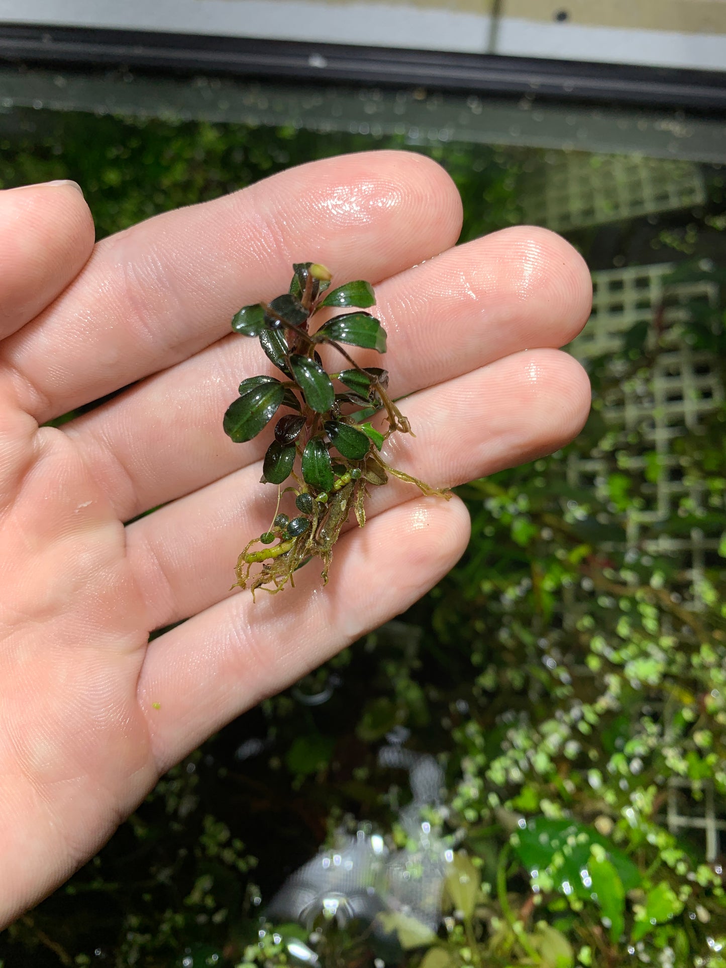 Bucephalandra Buce live aquarium plant