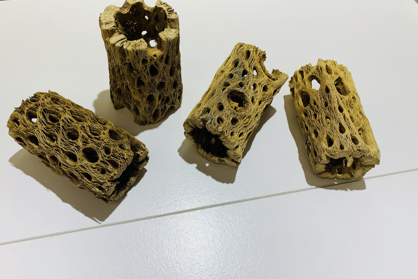 cholla wood