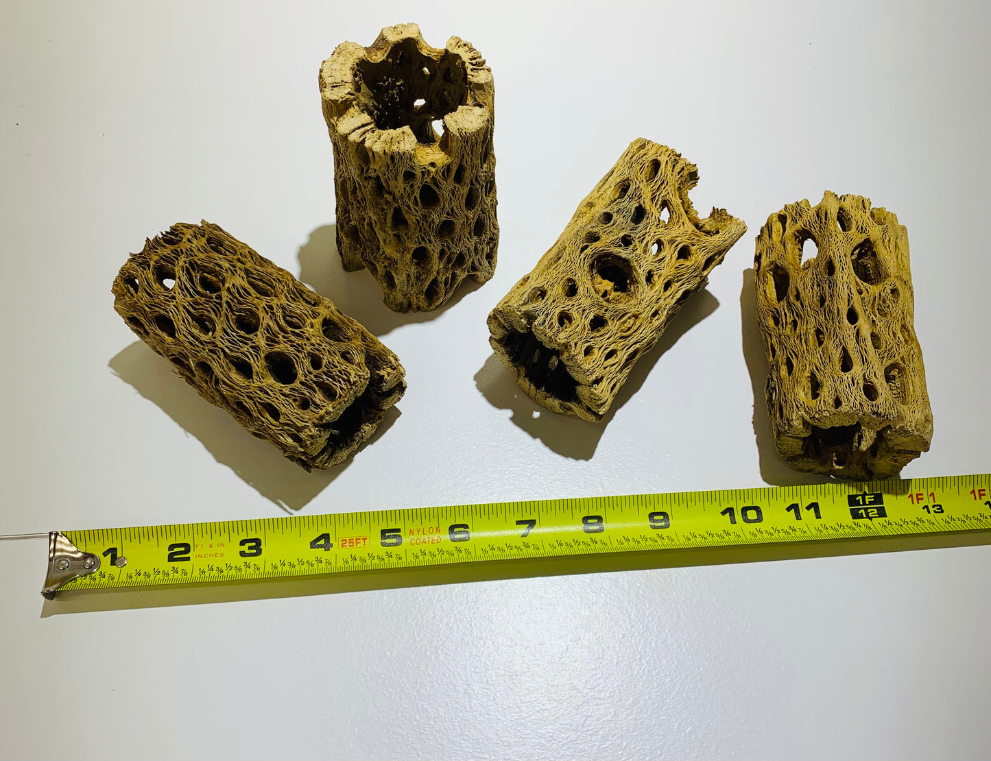cholla wood tunnel tube