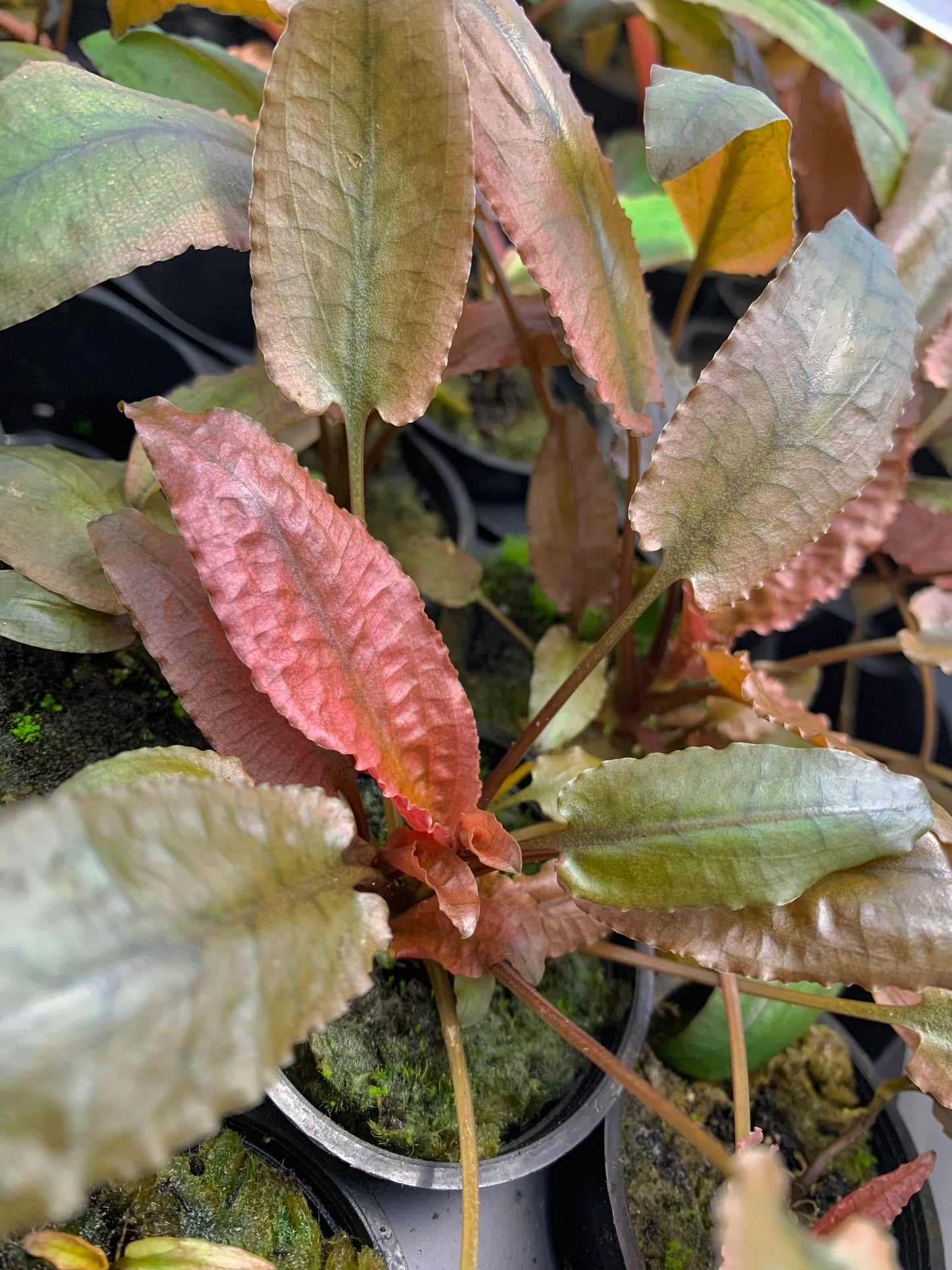 Crypt pink panther live aquarium plant