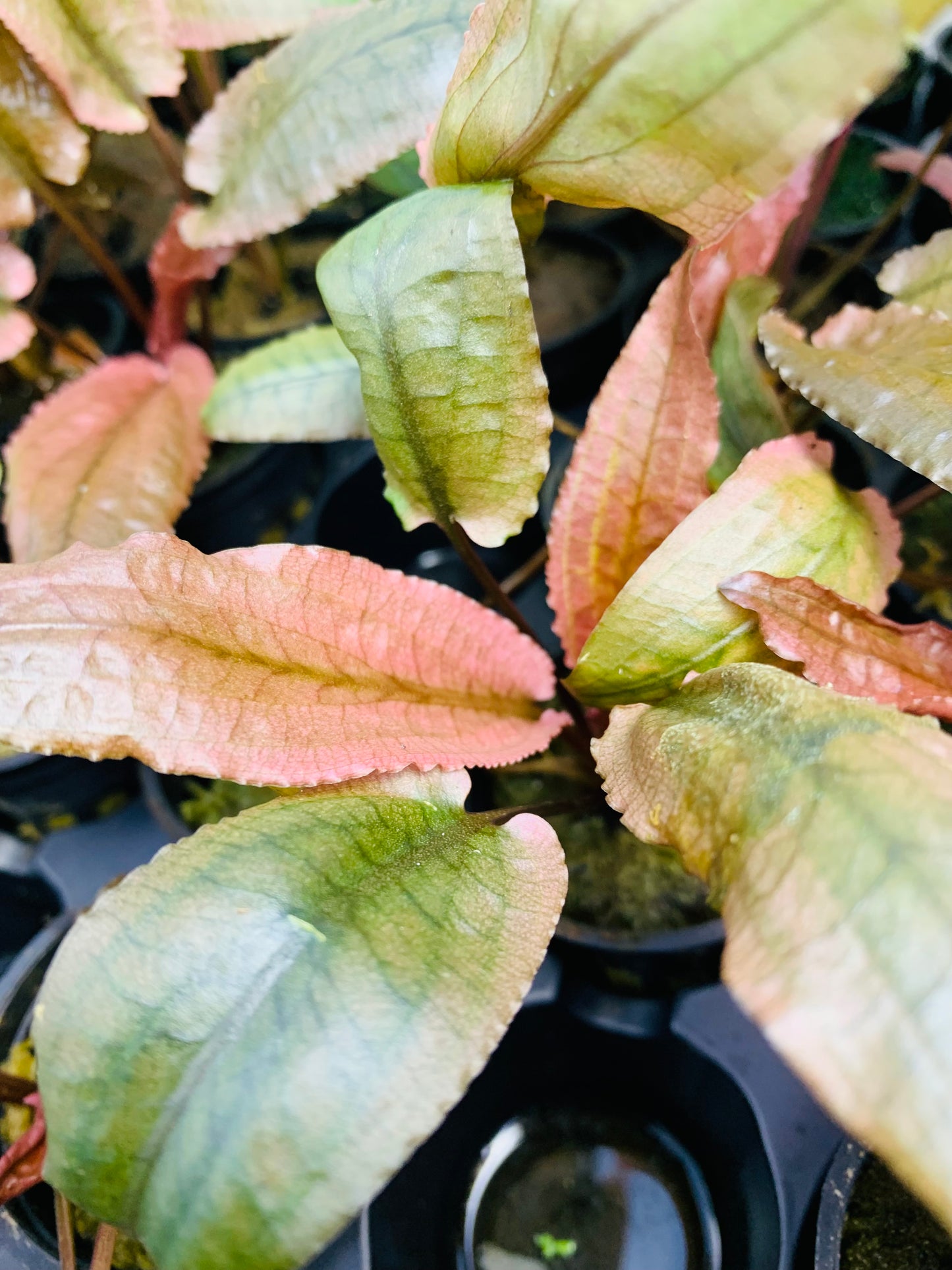 Crypt pink panther live aquarium plant