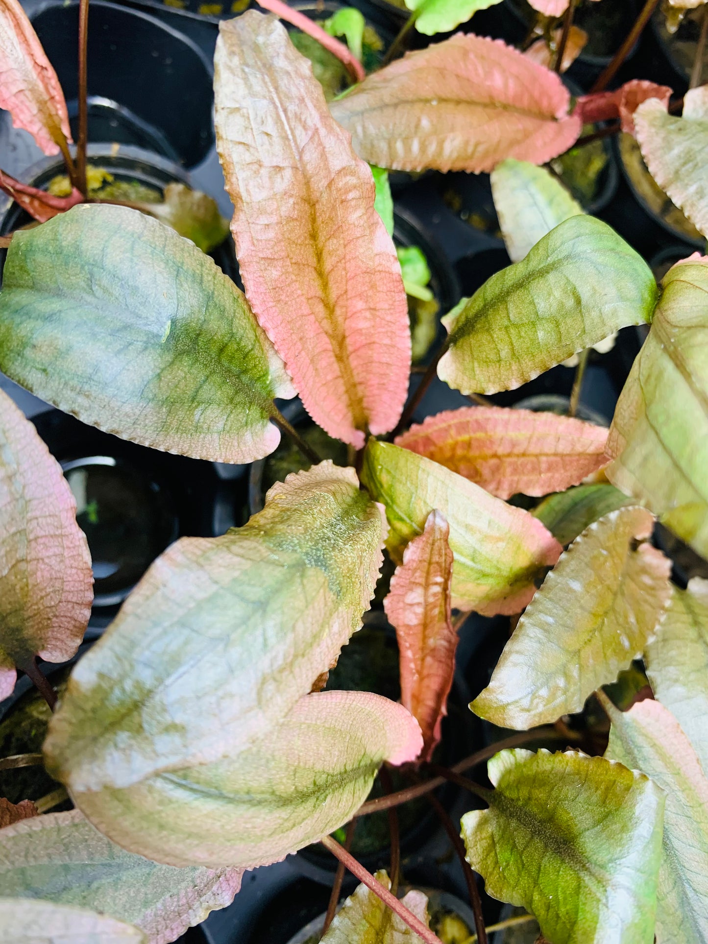 Crypt pink panther live aquarium plant
