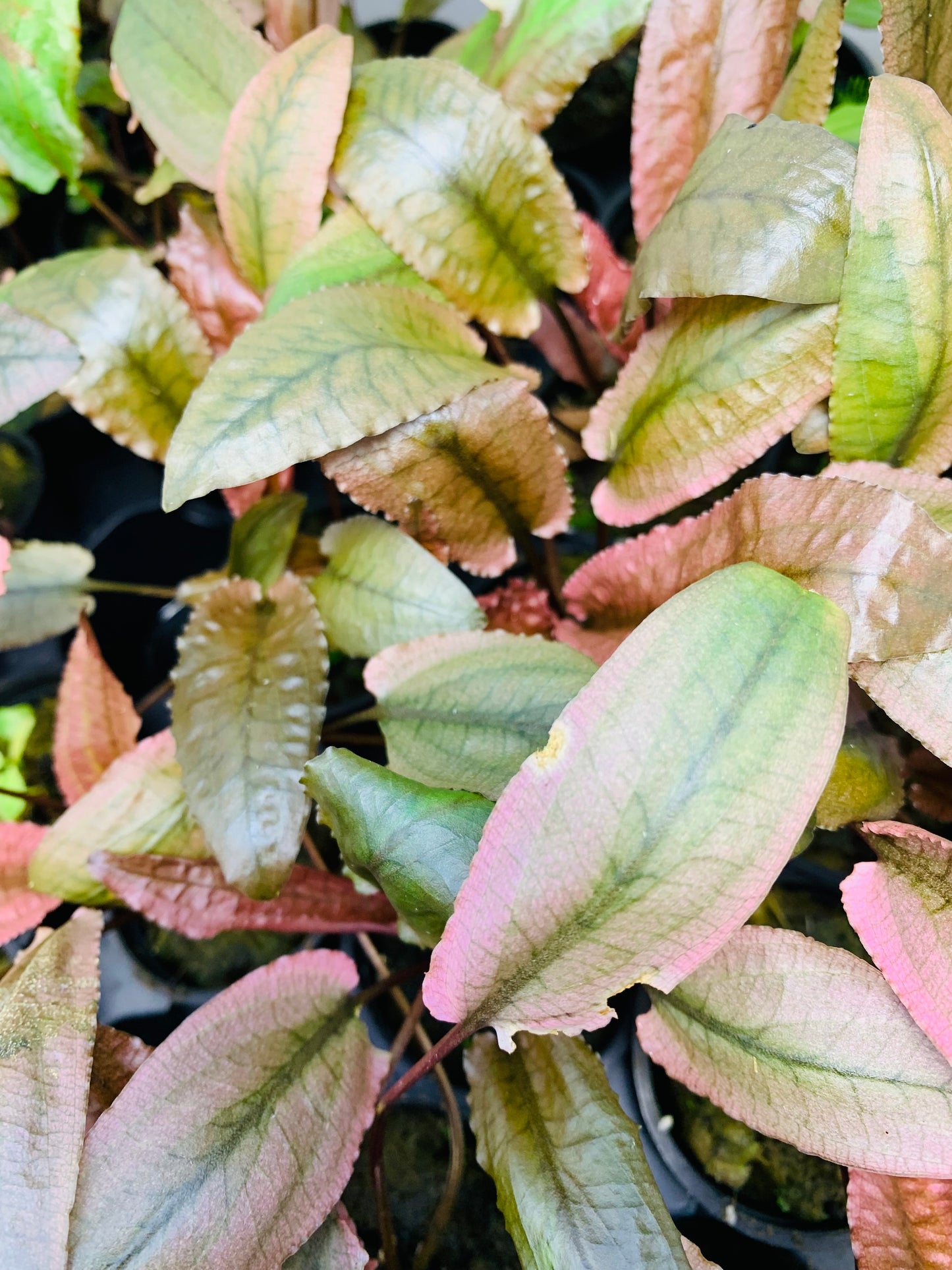 Crypt pink flamingo live aquarium plant