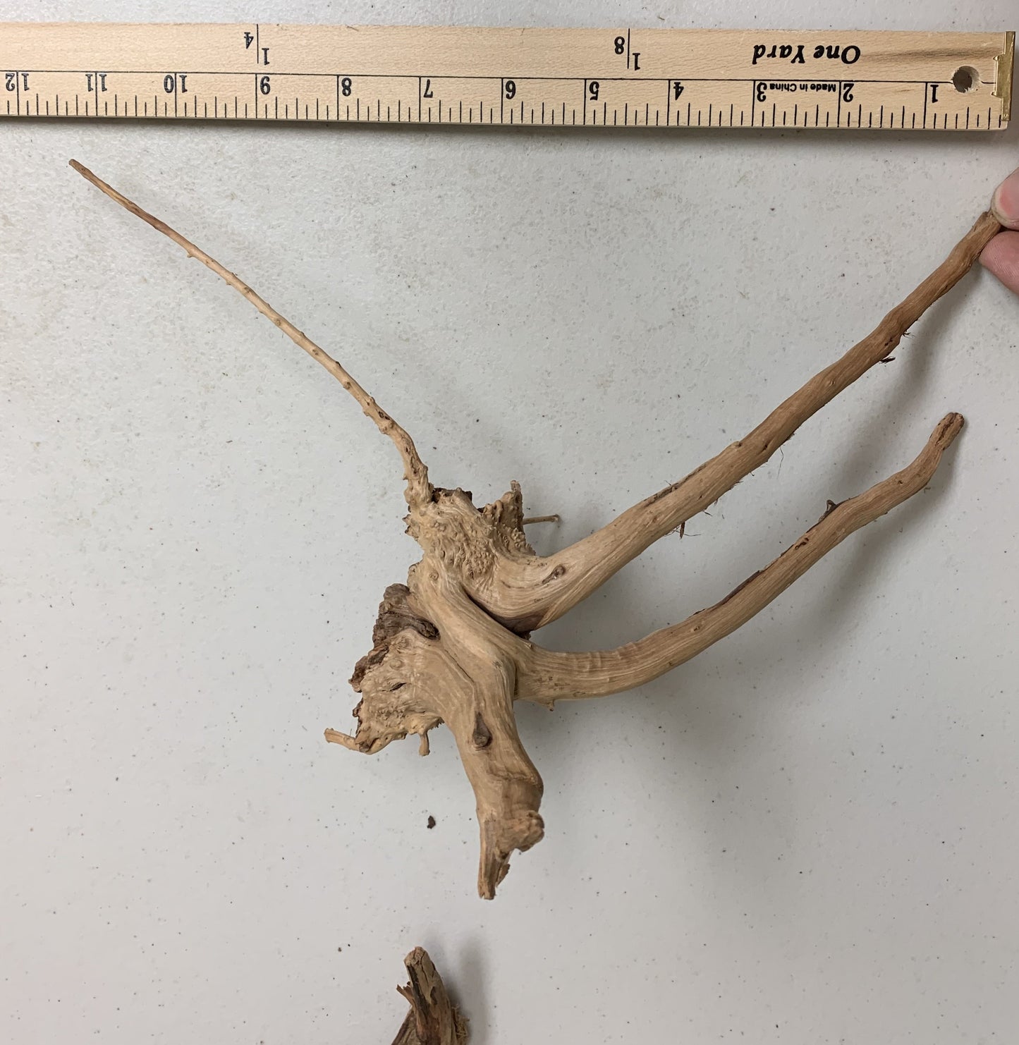 spider wood driftwood