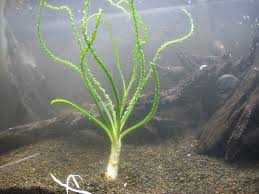 Crinum Calamistratum