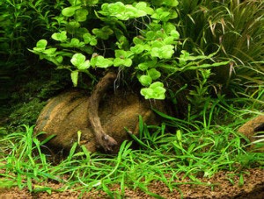 Cryptocoryne Parva