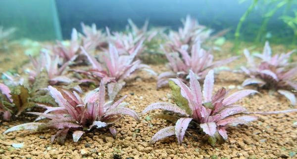 crypt pink flamingo live aquarium plant