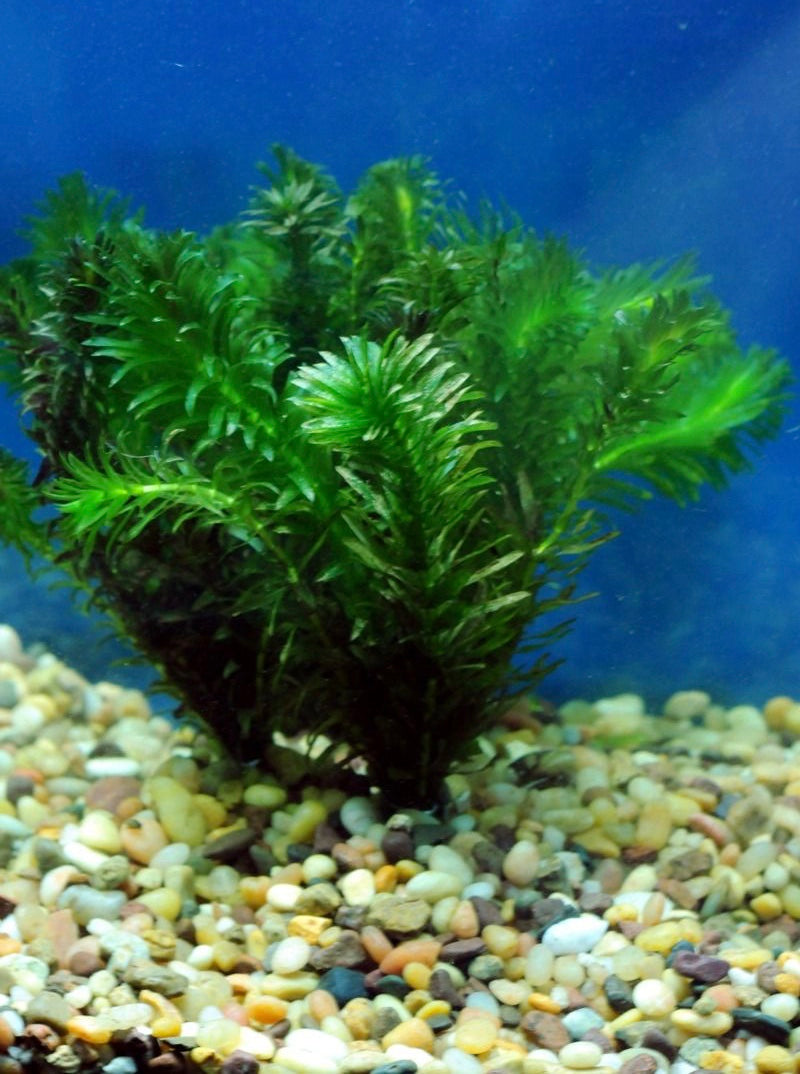 Anacharis Elodea Egeria Densa