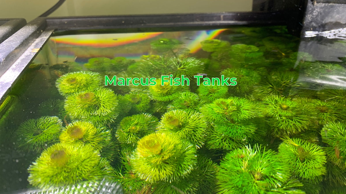 TruBlu Supply Green Cabomba Live Aquarium Plant Freshwater - Buy 2
