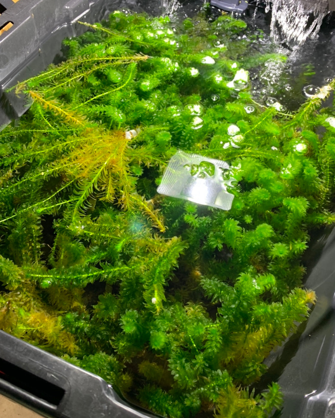 Anacharis Elodea Egeria Densa