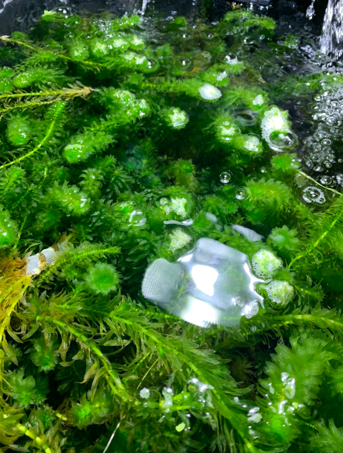 Anacharis Elodea Egeria Densa