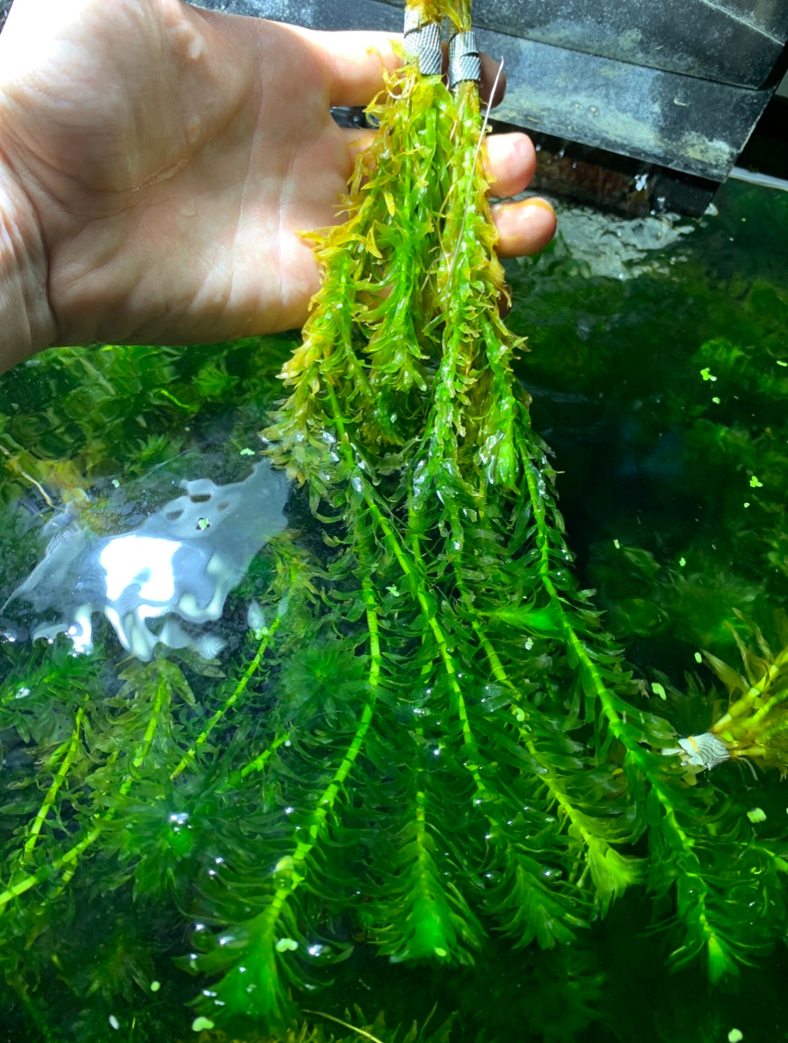 Anacharis Elodea Egeria Densa