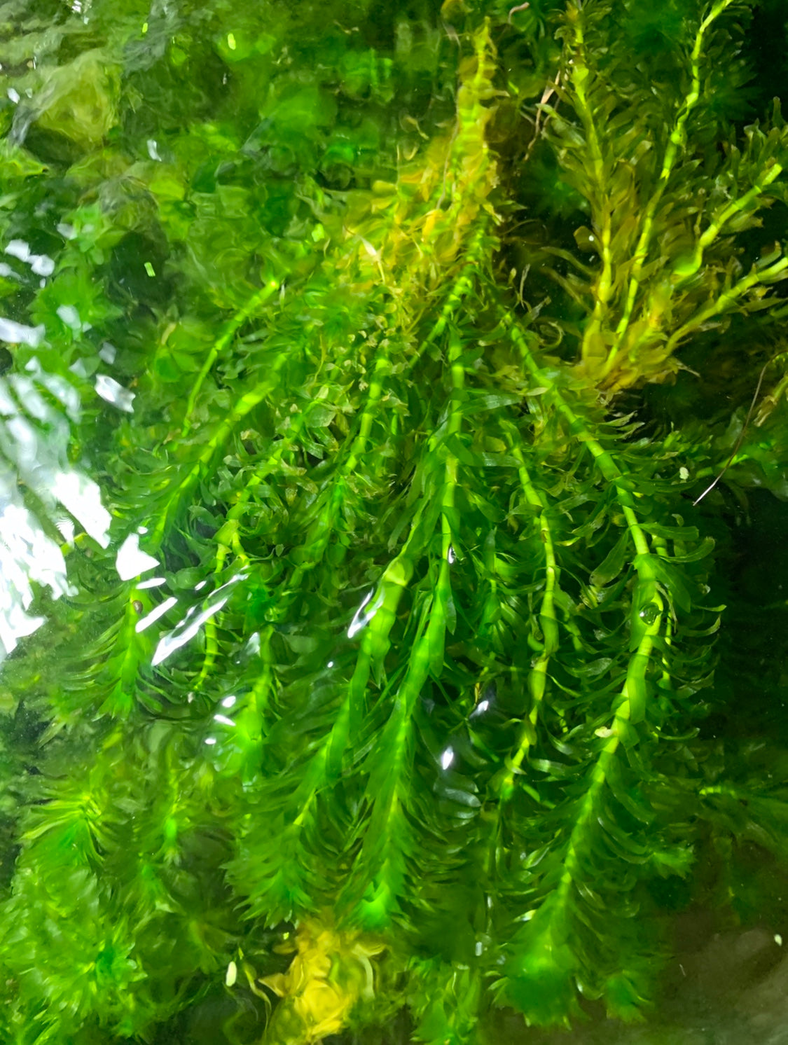 Anacharis Elodea Egeria Densa