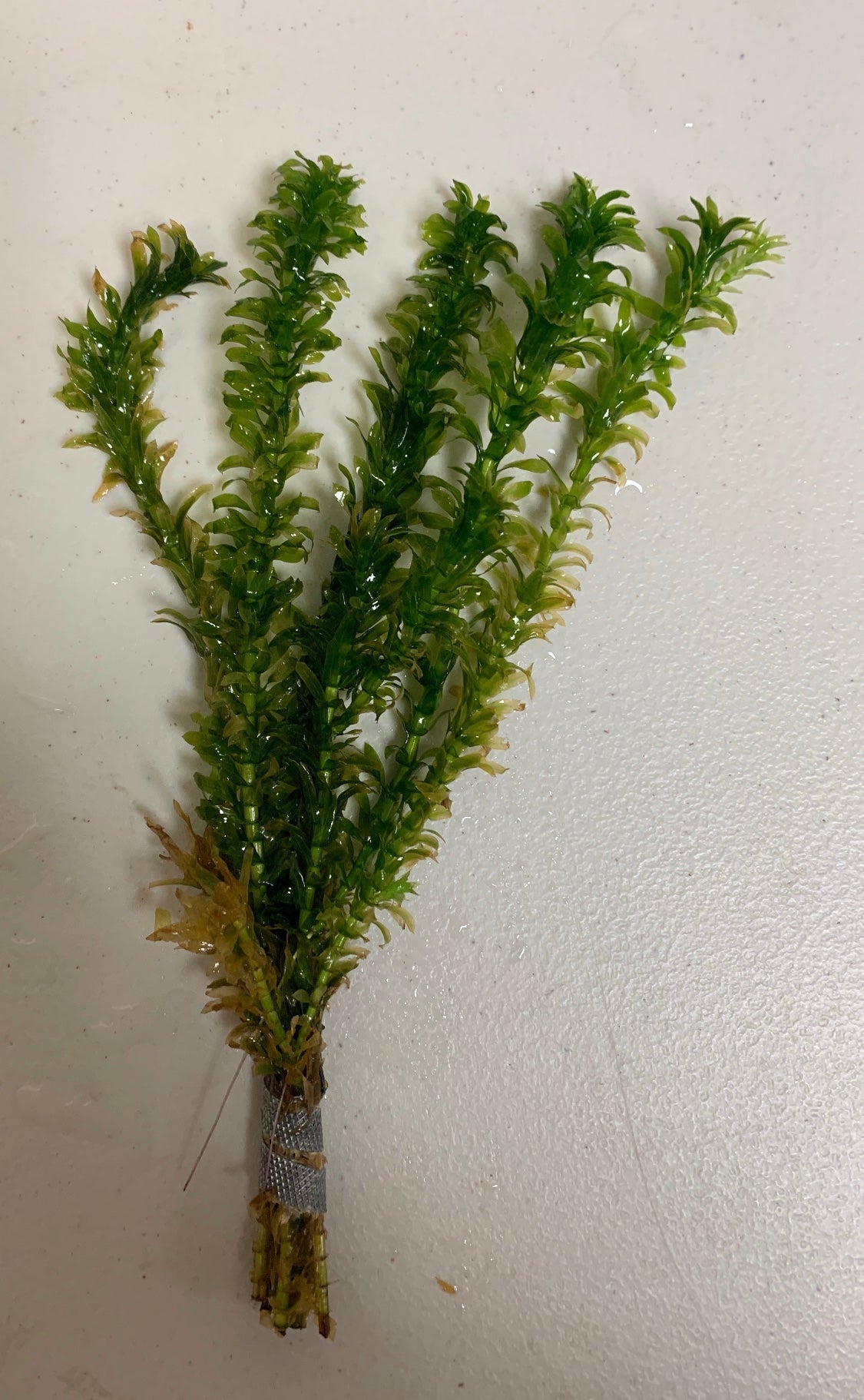Anacharis Elodea Egeria Densa