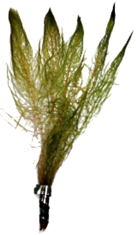 Red Myrio (Myriophyllum heterophyllum)