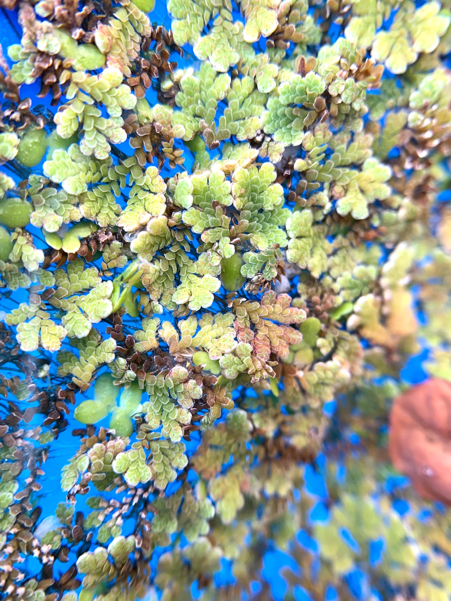 fairy moss floating aquarium plant