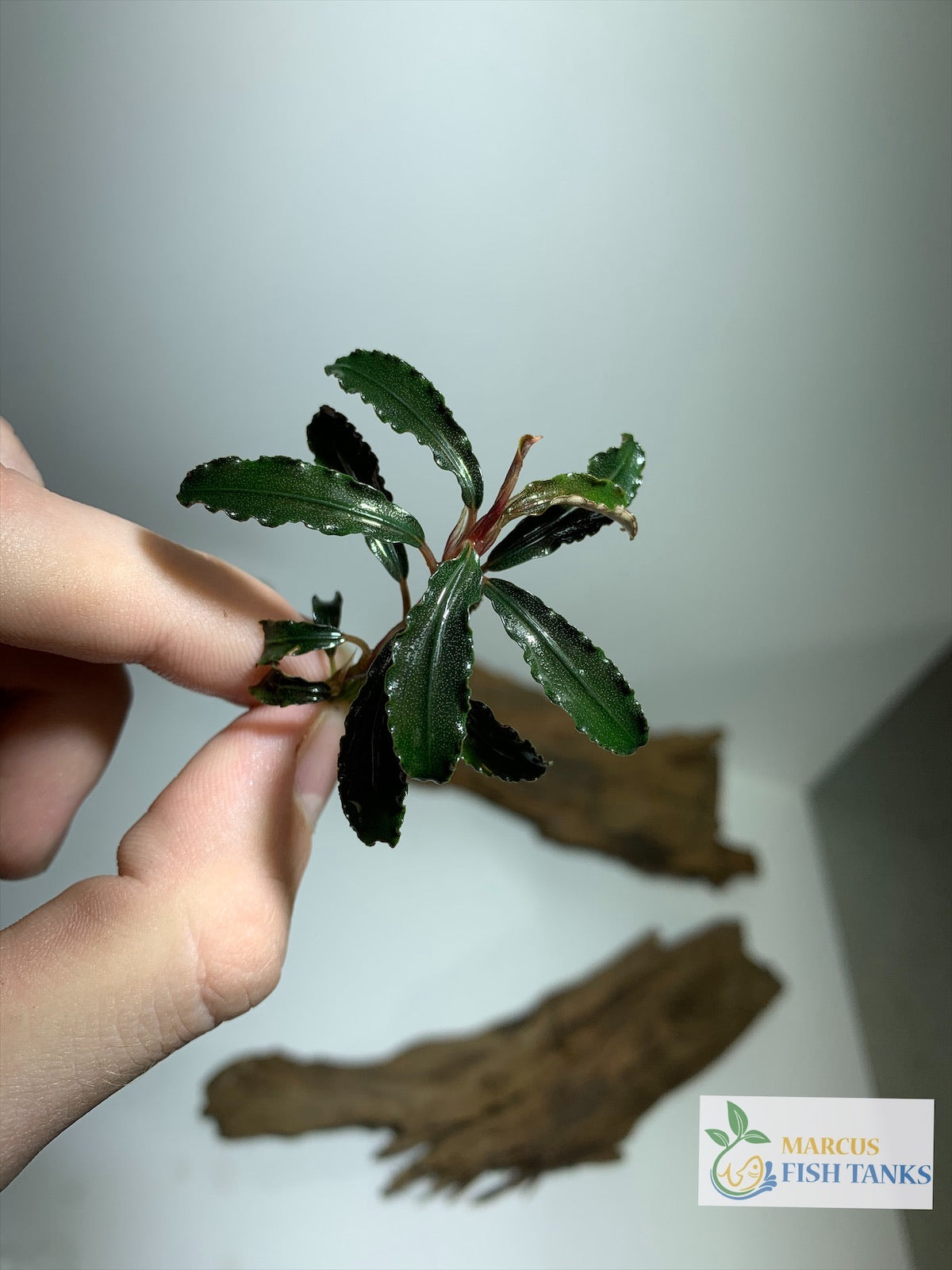 Bucephalandra Buce Godzilla live aquarium plant