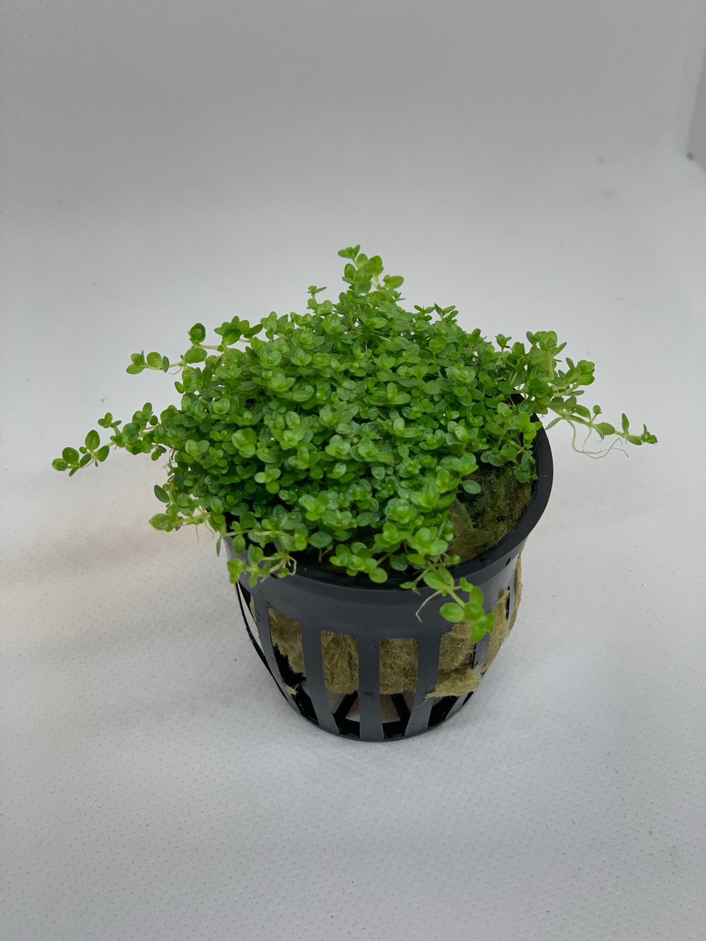dwarf baby tears hemianthus callitrichoides live aquarium plant