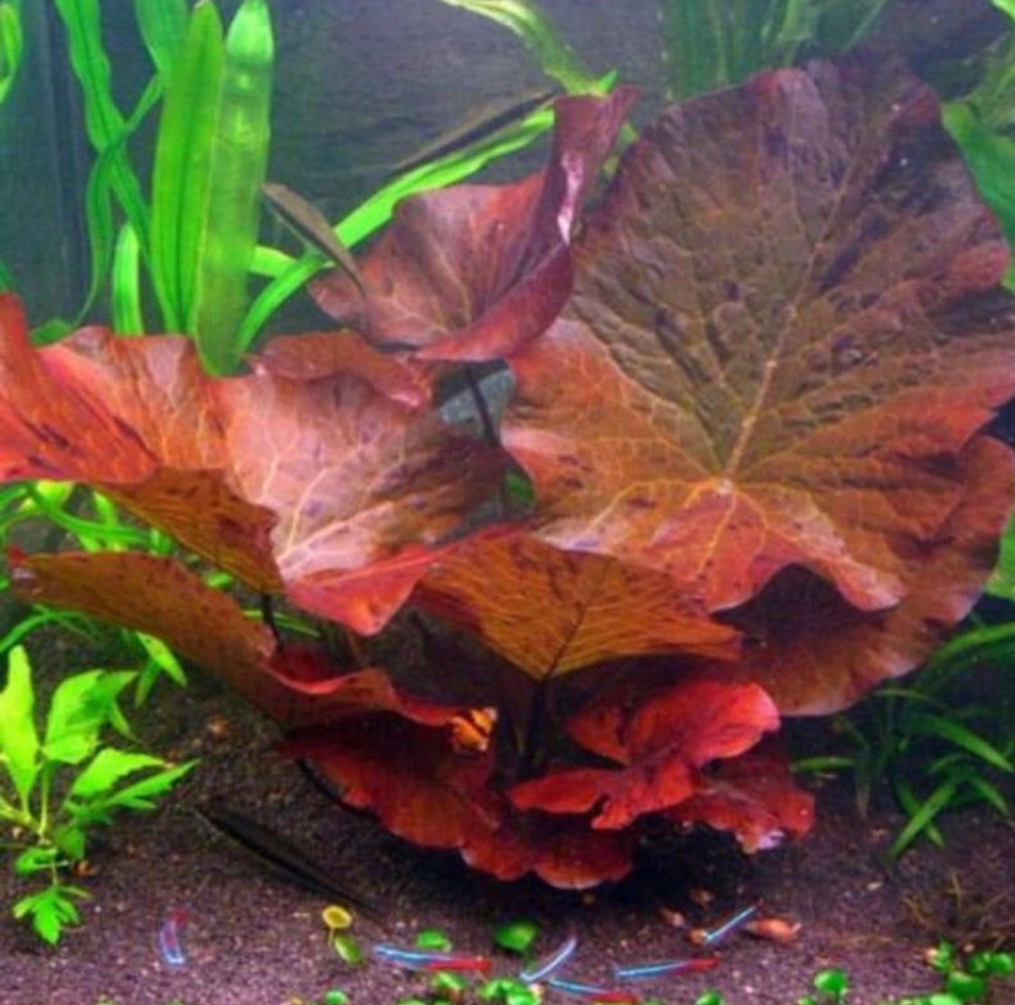tiger lily bulbs near me Tiger Lotus Lily Bulb (Nypmhaea Zenkeri) – MarcusFishTanks