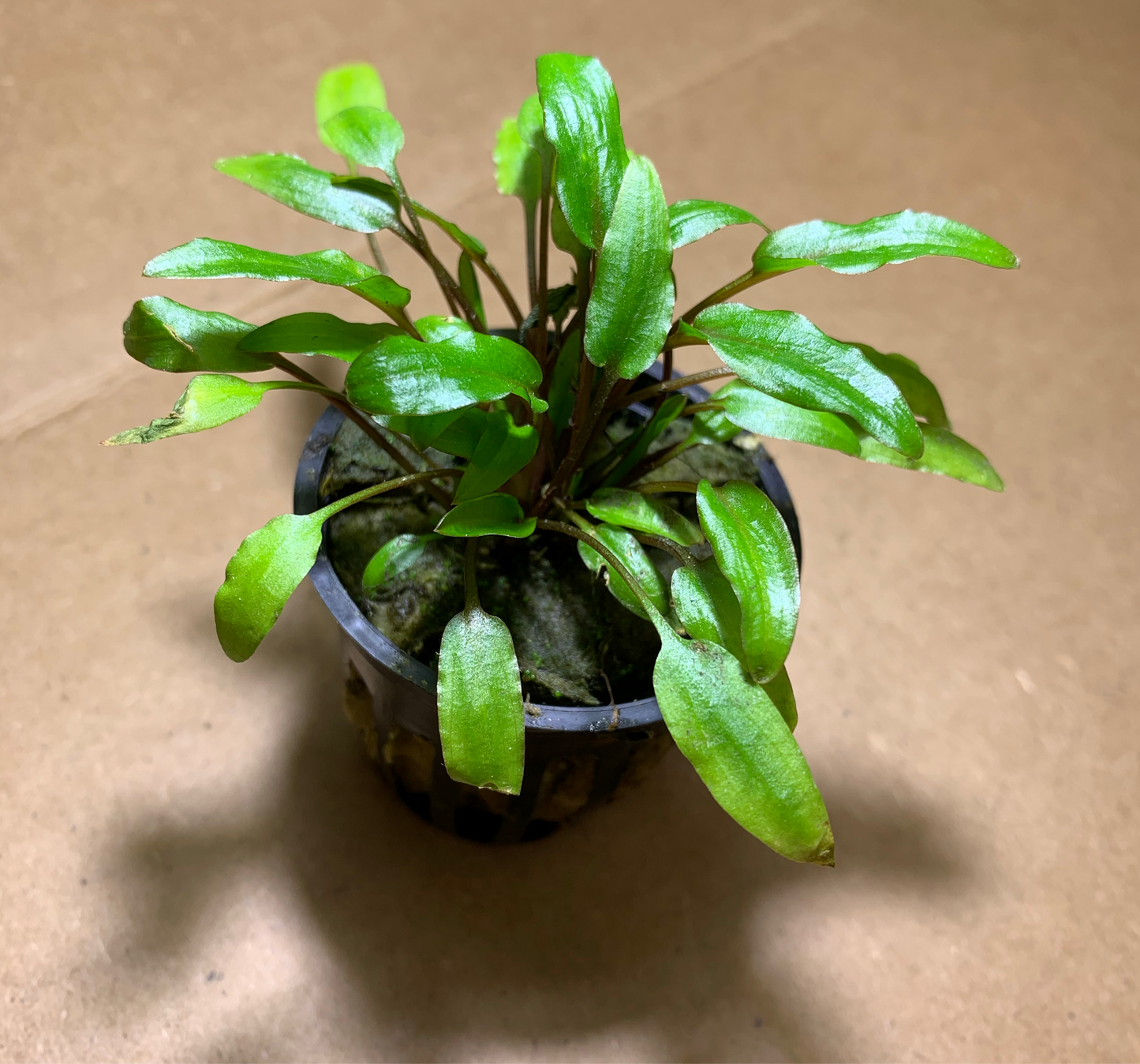 live aquarium plant cryptocoryne wendtii green
